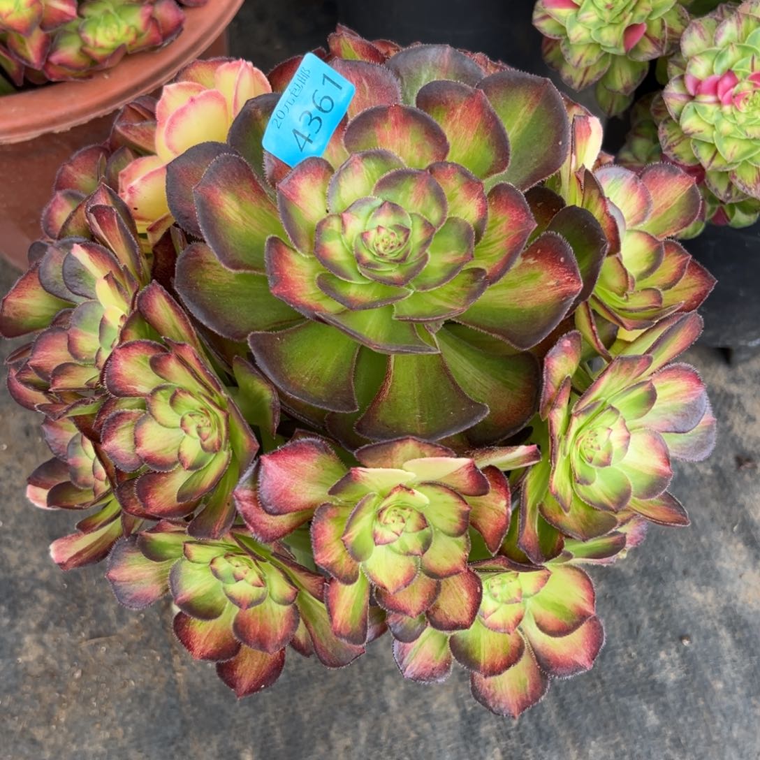 正*呀4631龙鳞多肉植物系