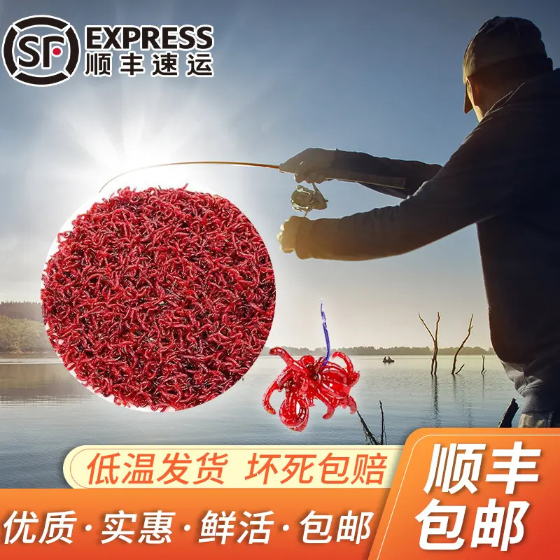 特惠斤装公虫【净虫发货】手筛红虫批发钓鱼饵料野钓鲫鱼垂钓饲料