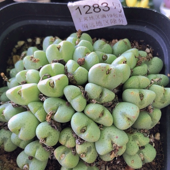 无花朵1283，大群如图