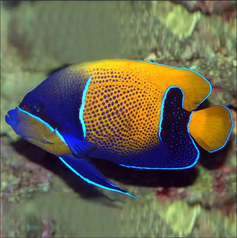 马鞍成鱼 海水观赏鱼