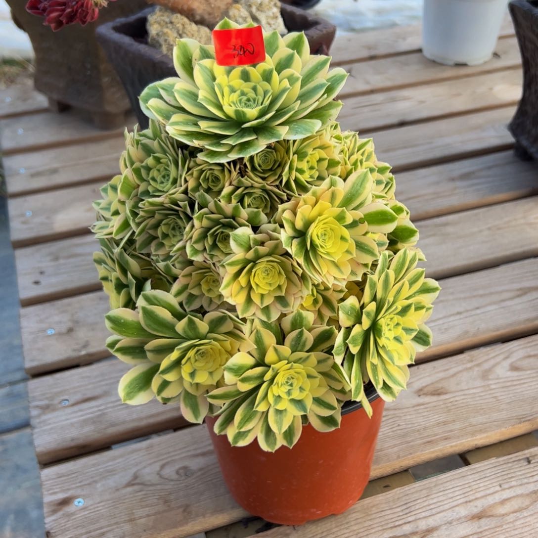 340炖肉植物发货迈巴赫