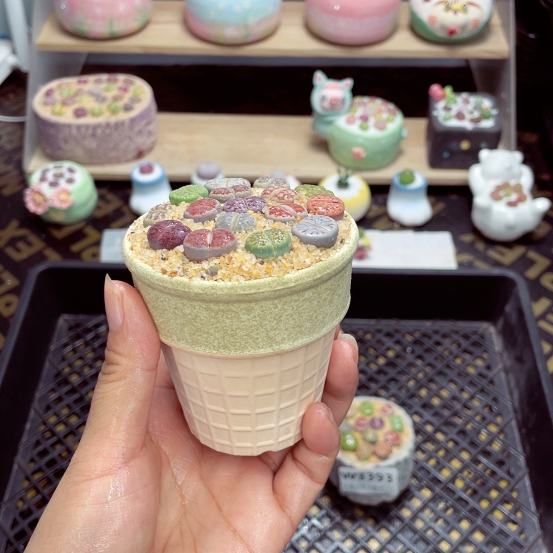 w3397 开播福利 带盆土发货一物一拍