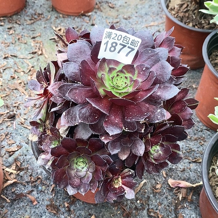 1877 一颗荷兰红玫瑰法师