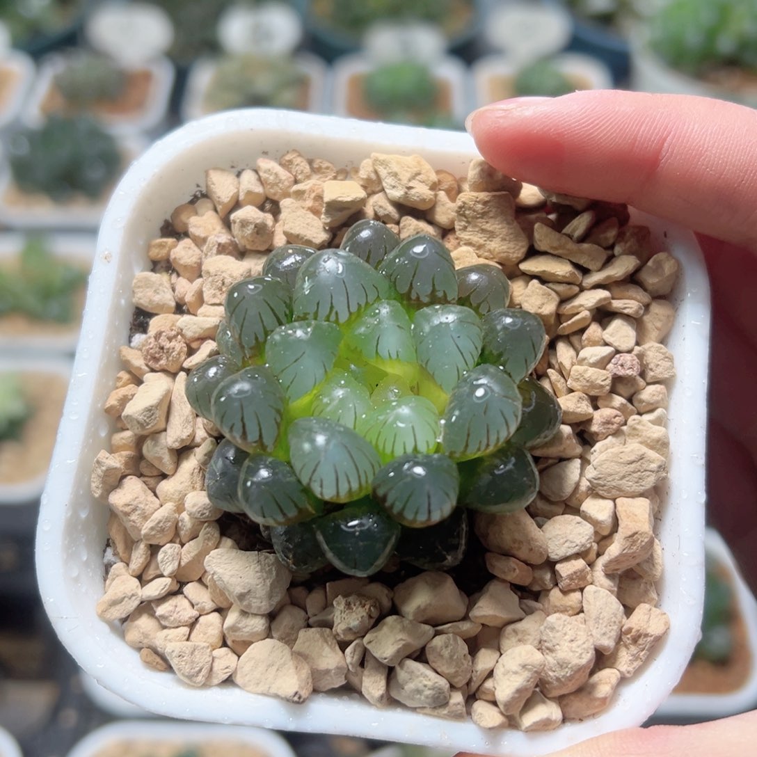 冰灯玉露多肉植物