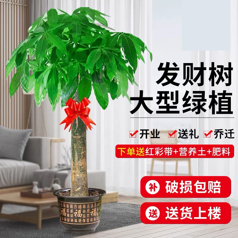 【送货上门】1.1-1.2米精品发财树客厅绿植盆栽大棵型植物