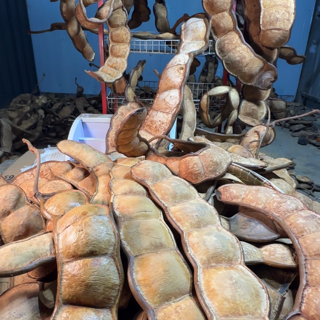 嘎***嘣榼藤豆荚手工制作摆件家居客厅装饰品