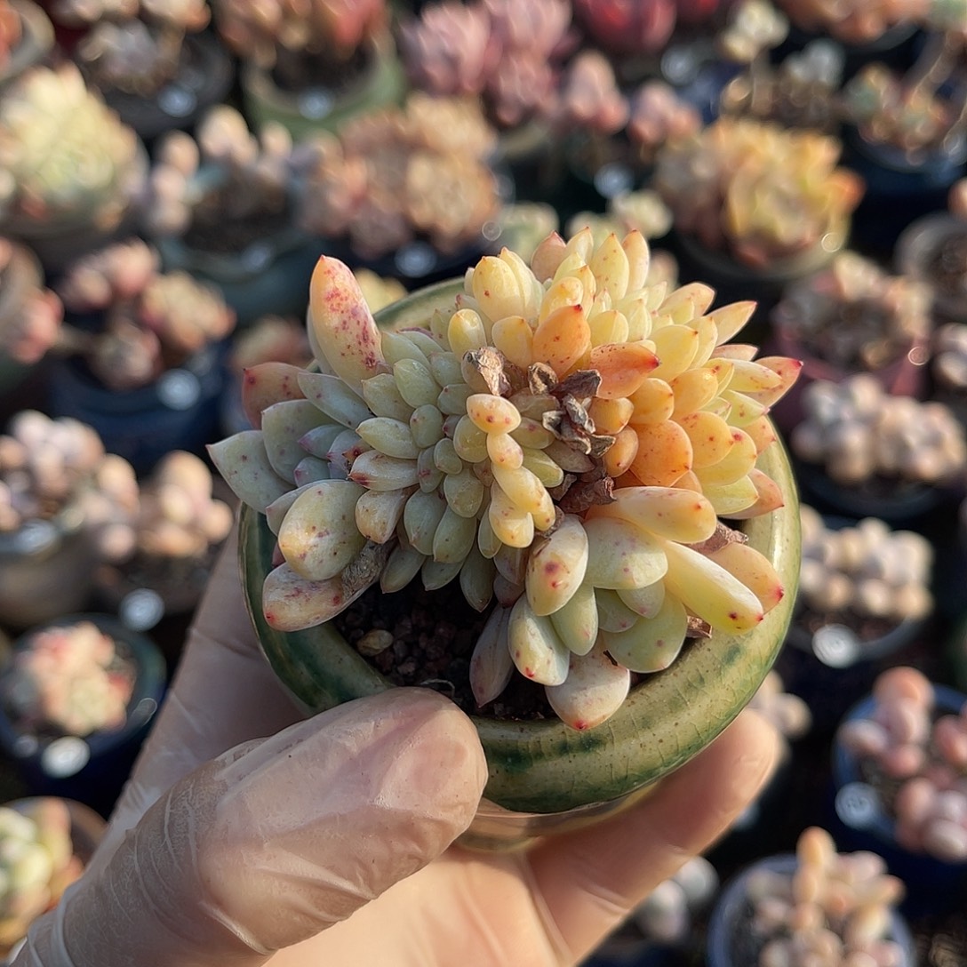 卡***伊一物一拍原盆原土