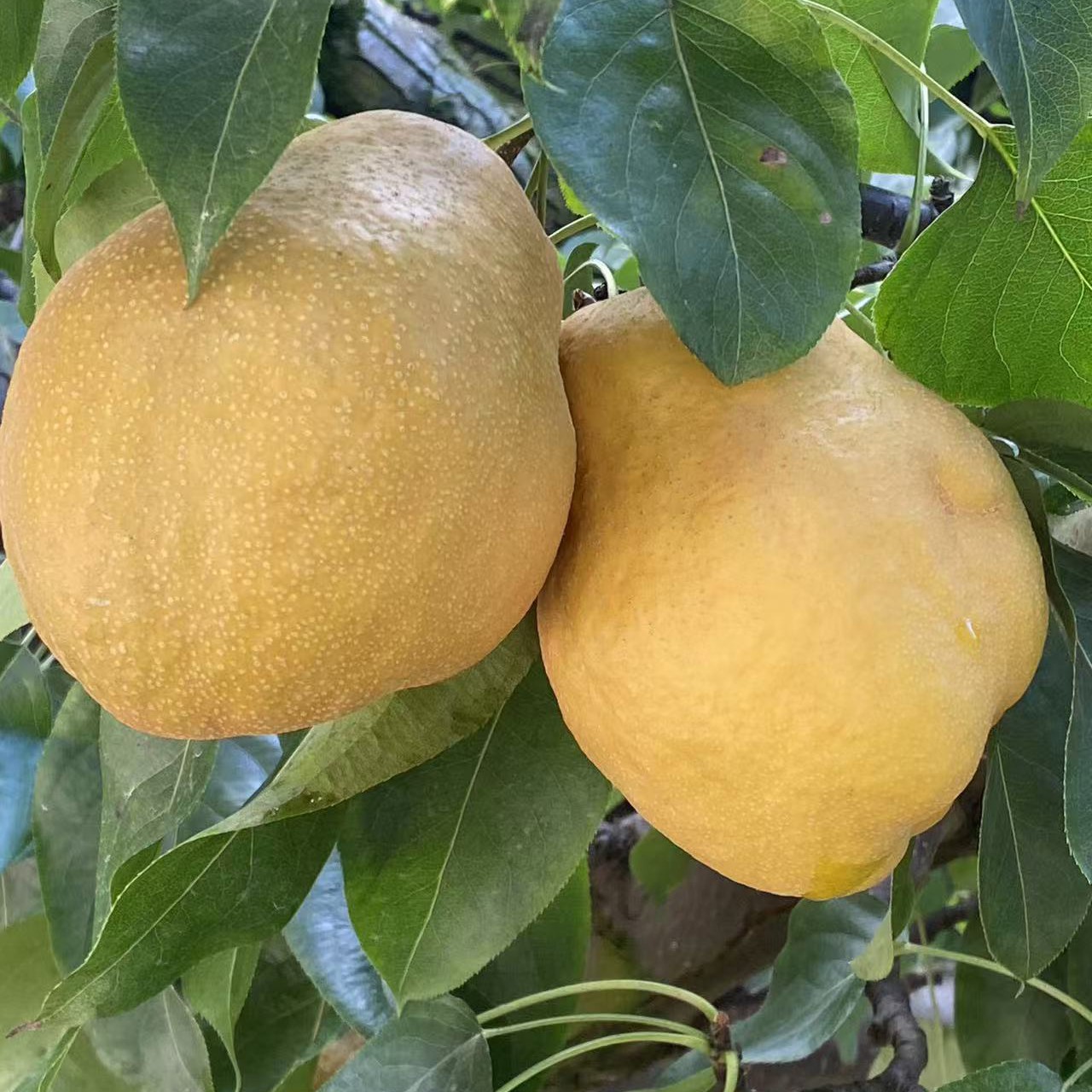2025云南正宗大黄梨脆甜多汁新鲜现摘孕妇可吃