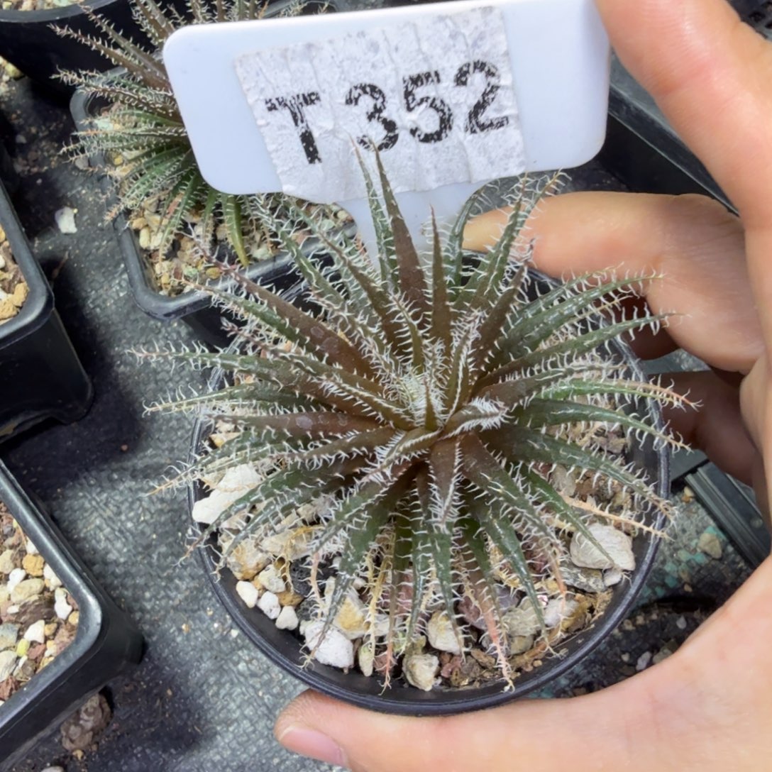 浩***子福利琉璃姬孔雀脱土发