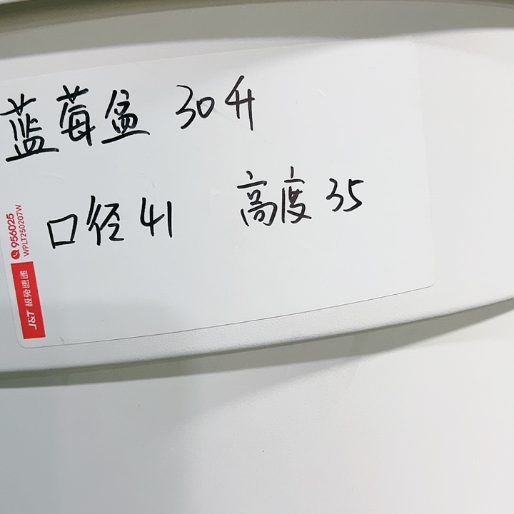 正品蓝莓盆口41高35白色3个带托