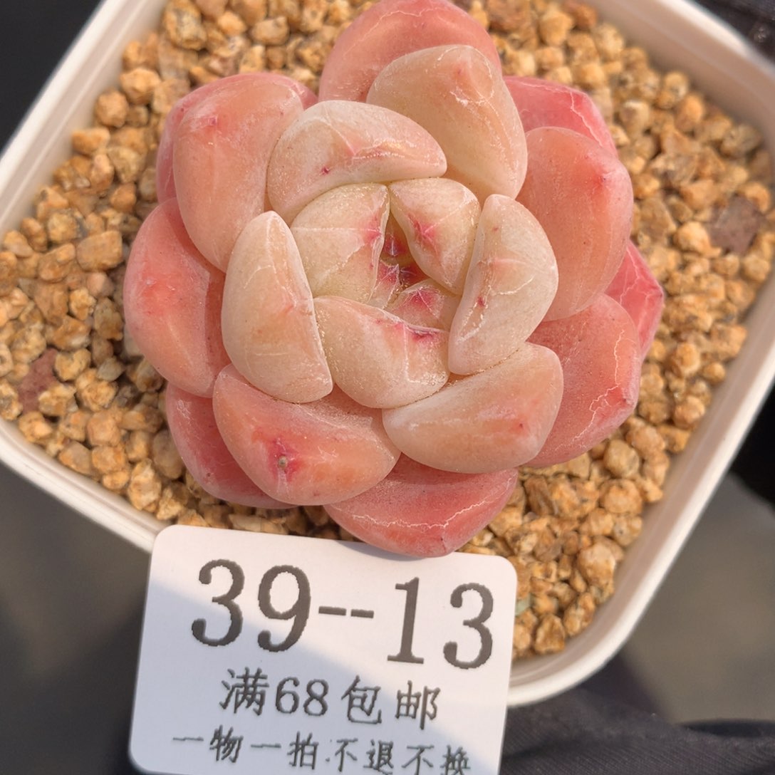 13。厚梦。糖心多肉。