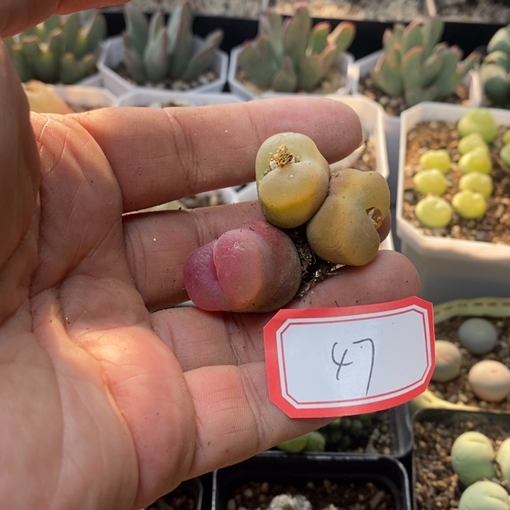 莫***白65656689998989999988