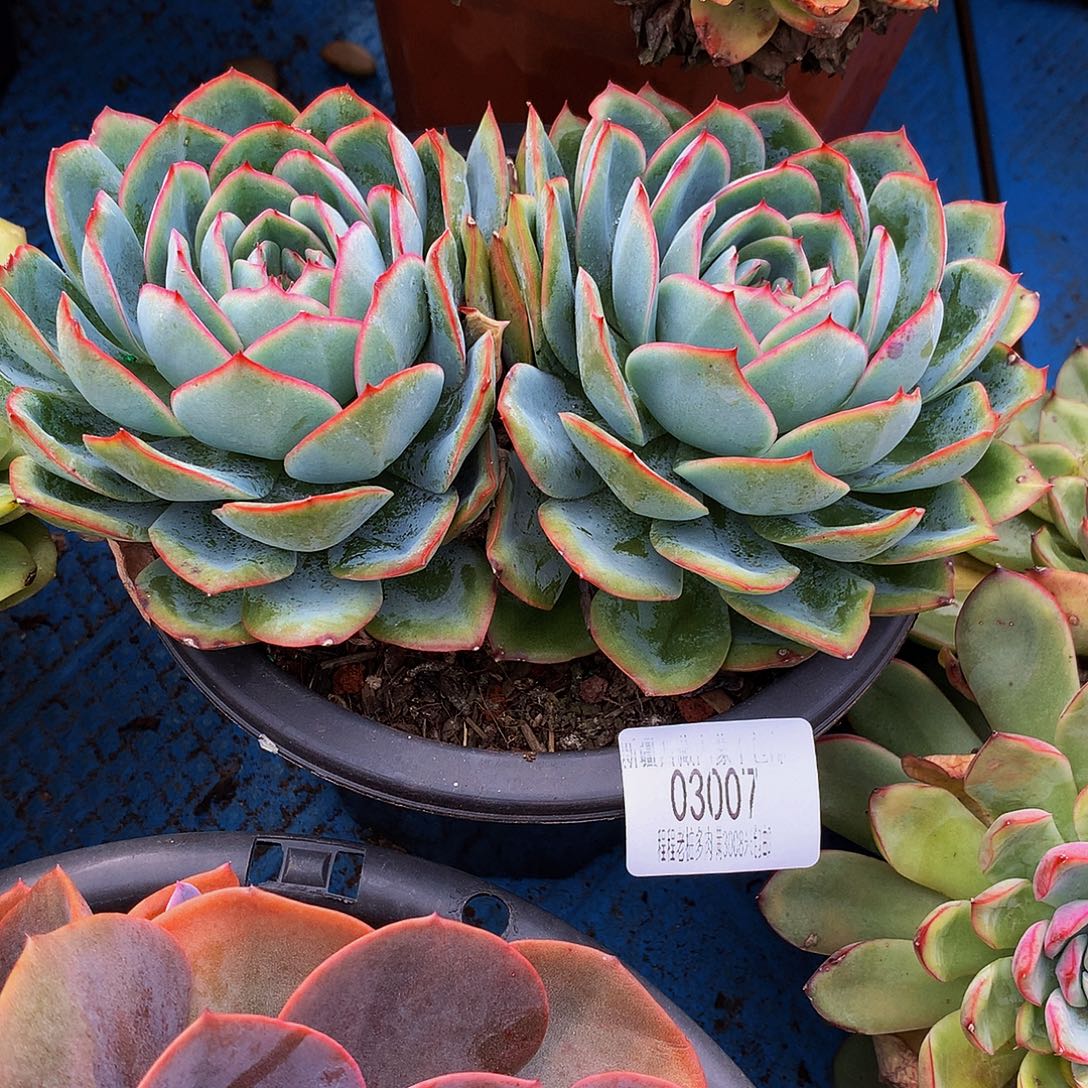 康***萌晨露03007多肉多肉