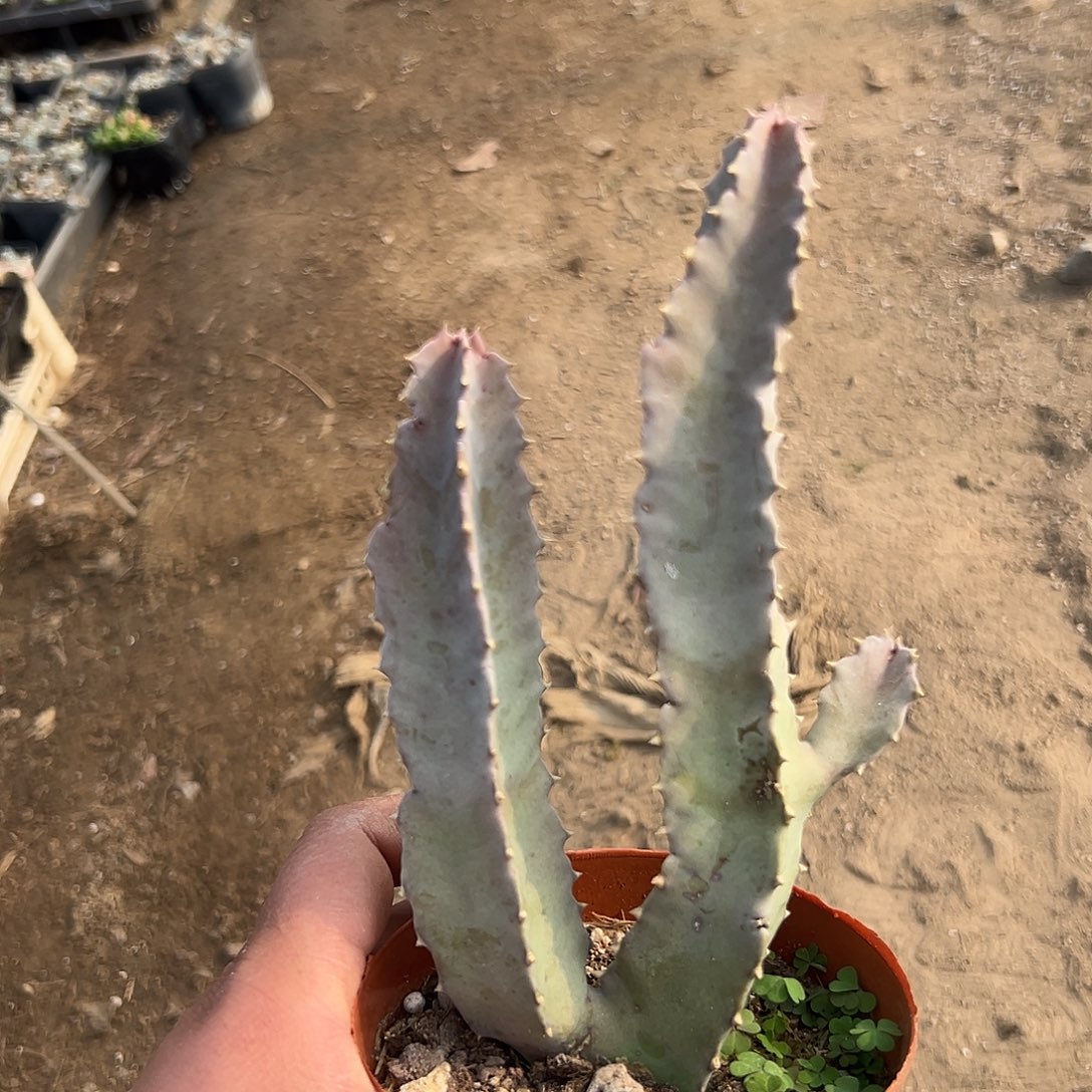 多肉植物孤独女王
