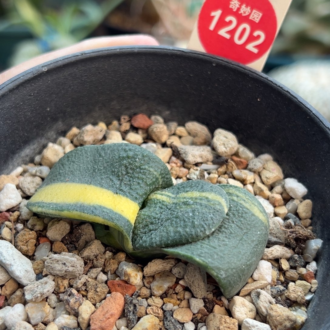 军佩卧牛锦一棵仙人球