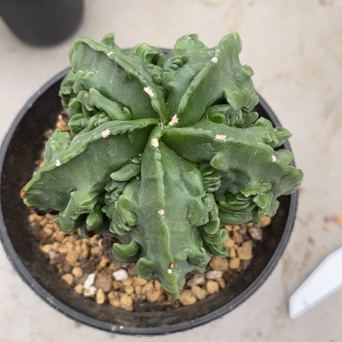 兰***花核桃鸾凤玉仙人球