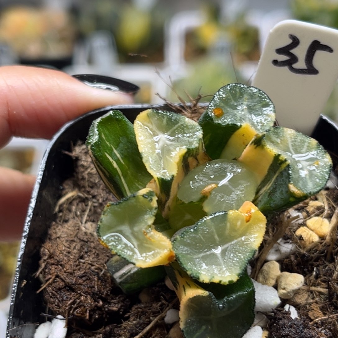 35玉龙万象锦（根一般介意勿拍）福利专场