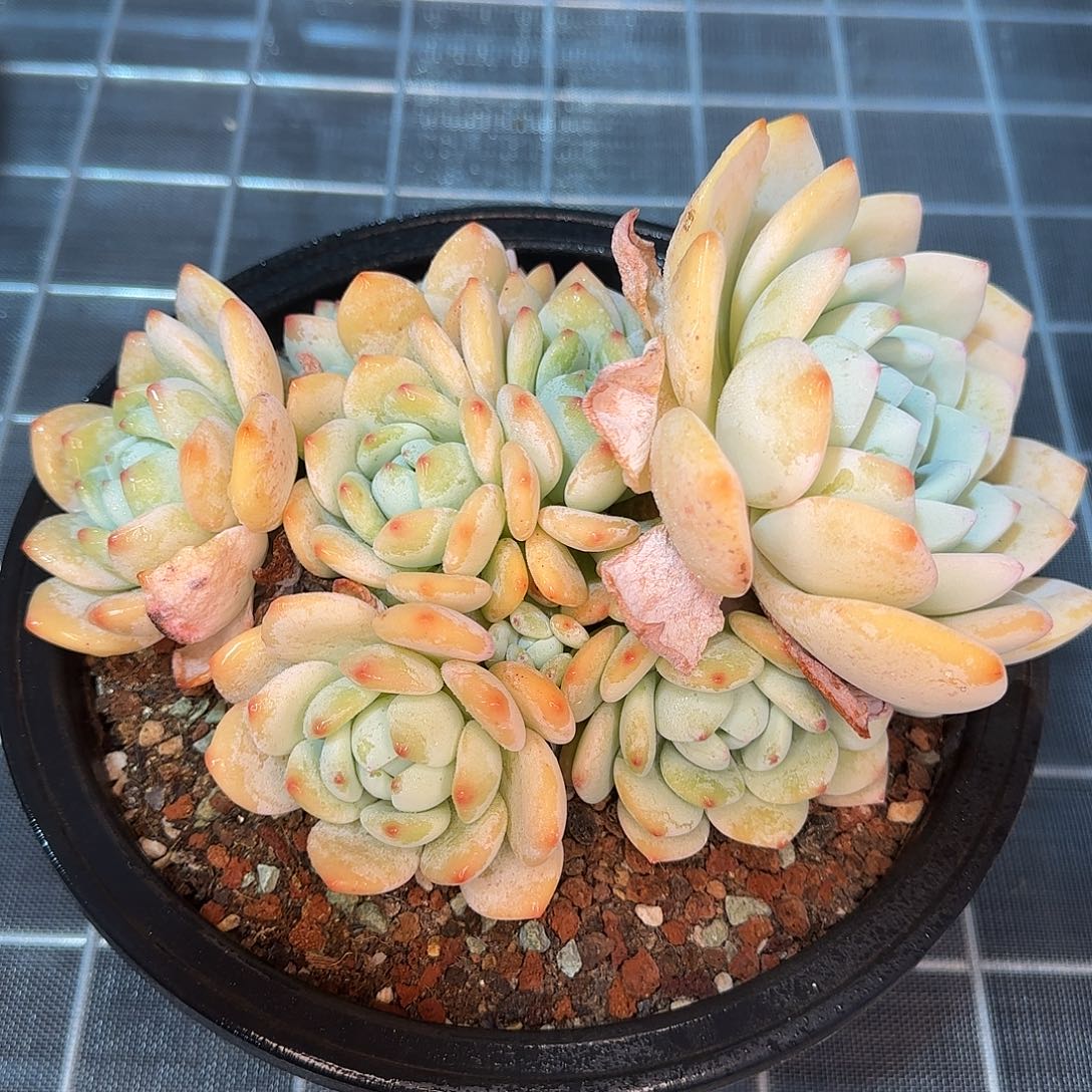 从前慢花园精选冷香