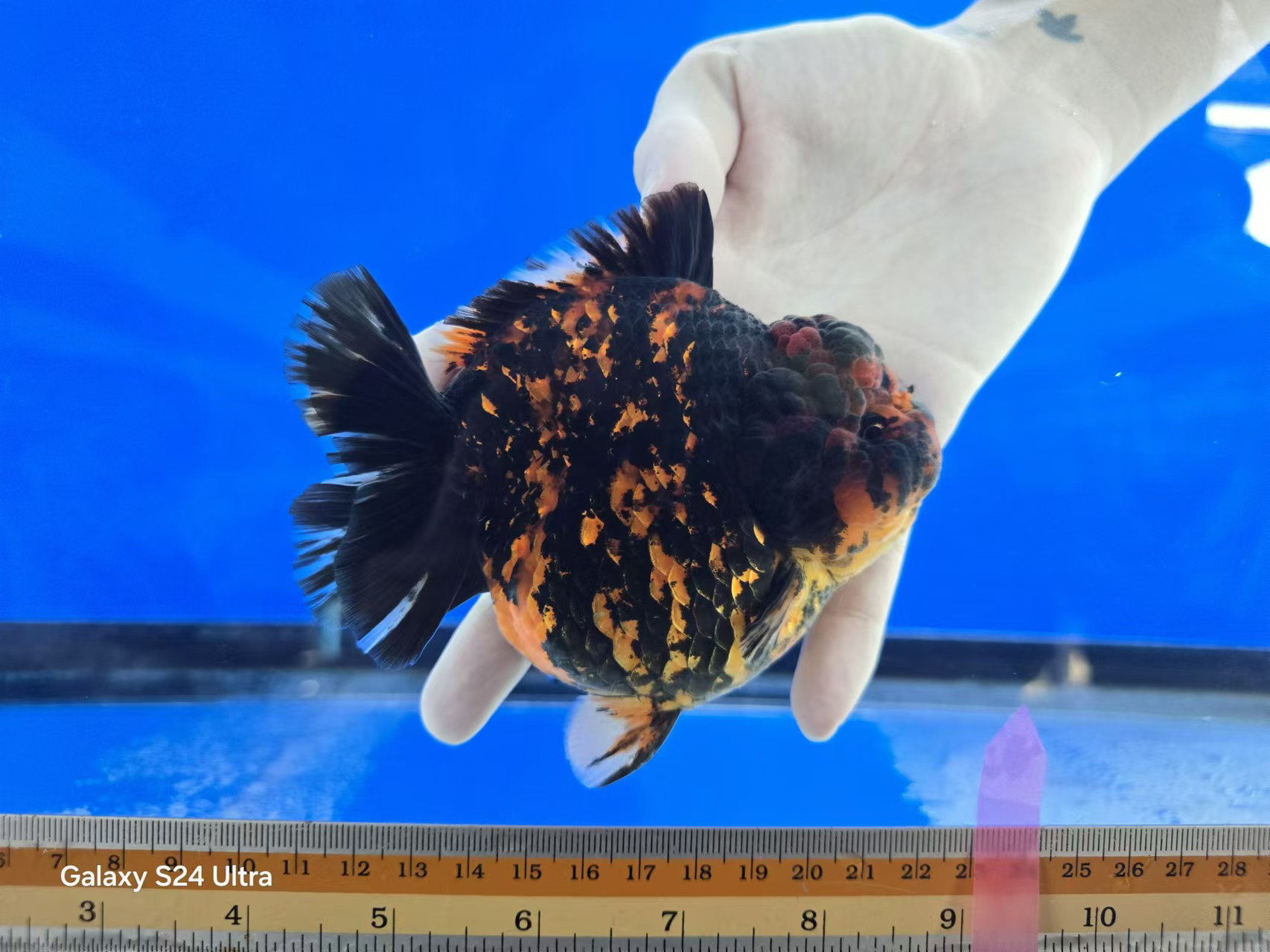 泰国原装进口金鱼