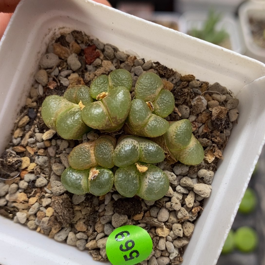 樱花风铃群11头多肉植物569