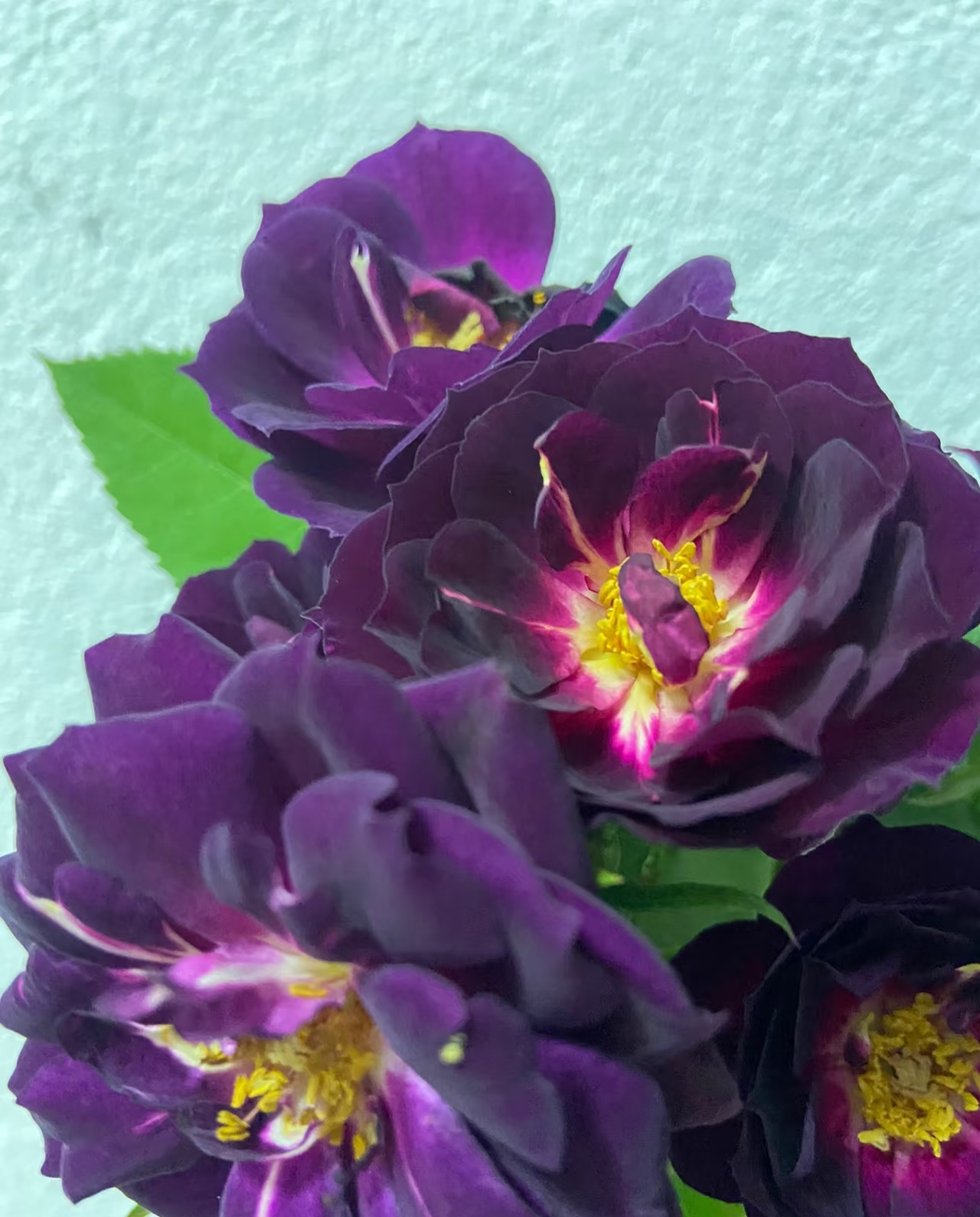 午夜深蓝(浪漫的玫瑰园一物一拍)