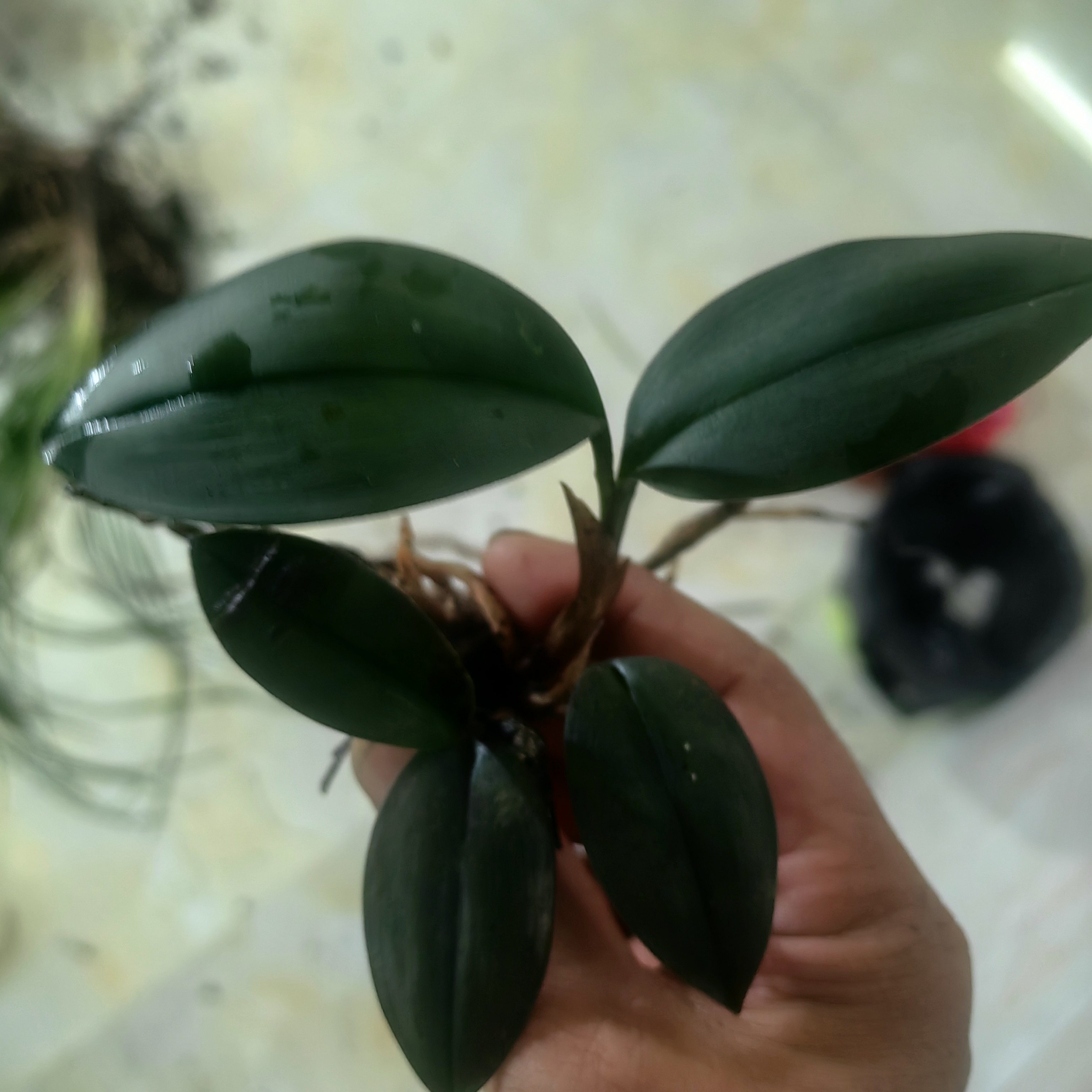 各种兔子，喜欢的进来拍