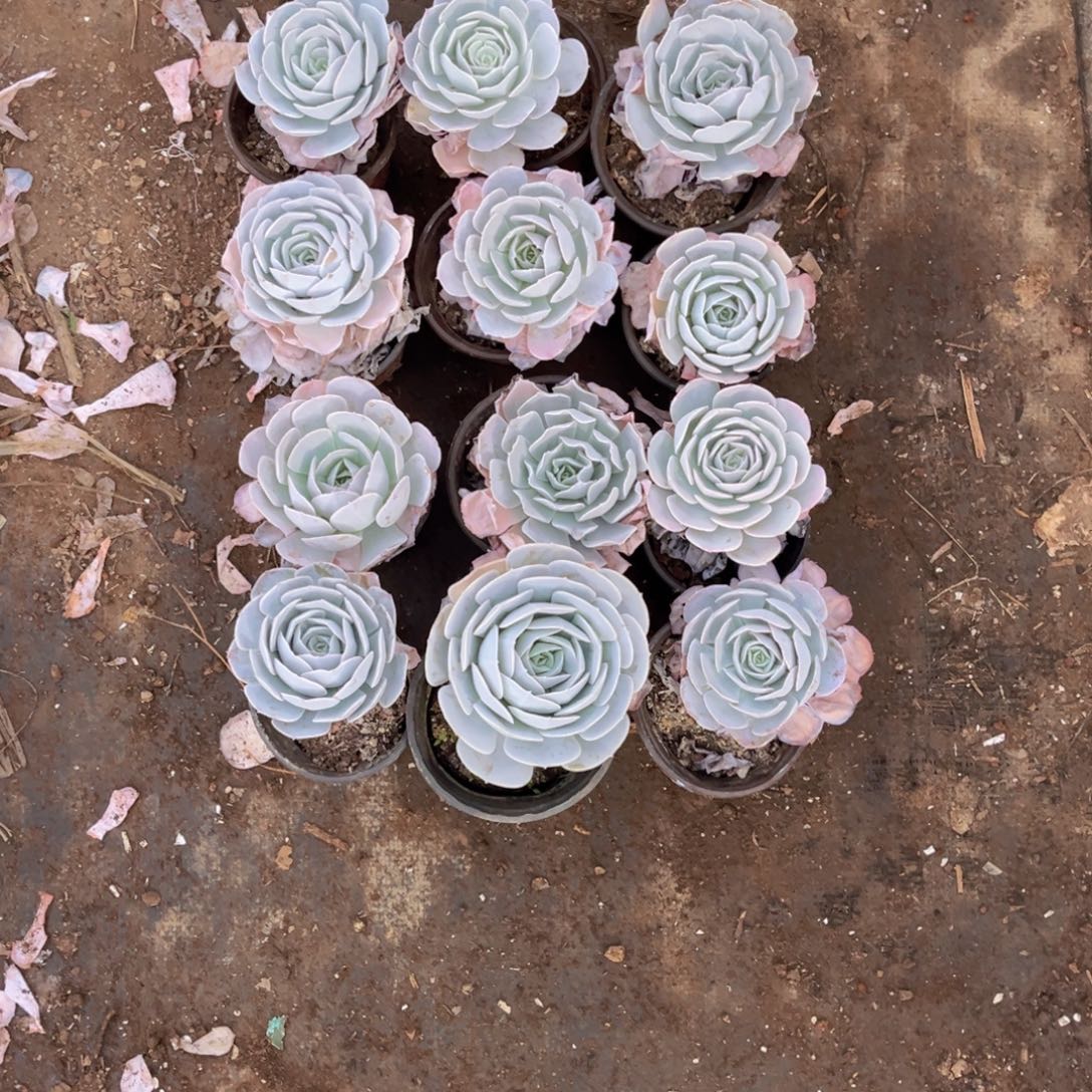 桃***子圣卡洛斯单头12颗