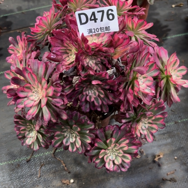 瑞妈一物一拍476