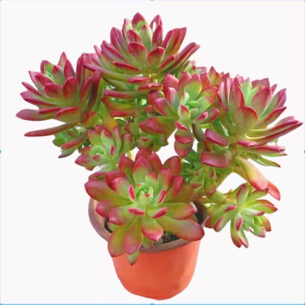 新店特价福利多肉沙漠玫瑰 红稚莲一单包邮 任意两单送一瓶肥料