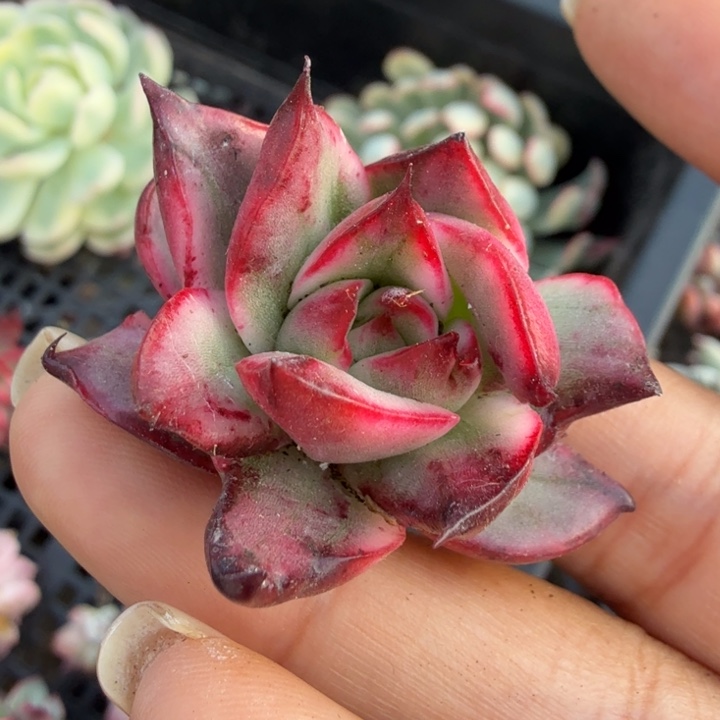 吉赛尔锦腹欧你锦主头