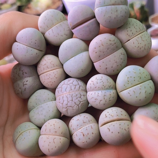 无花朵0210，个别有点干特价19颗