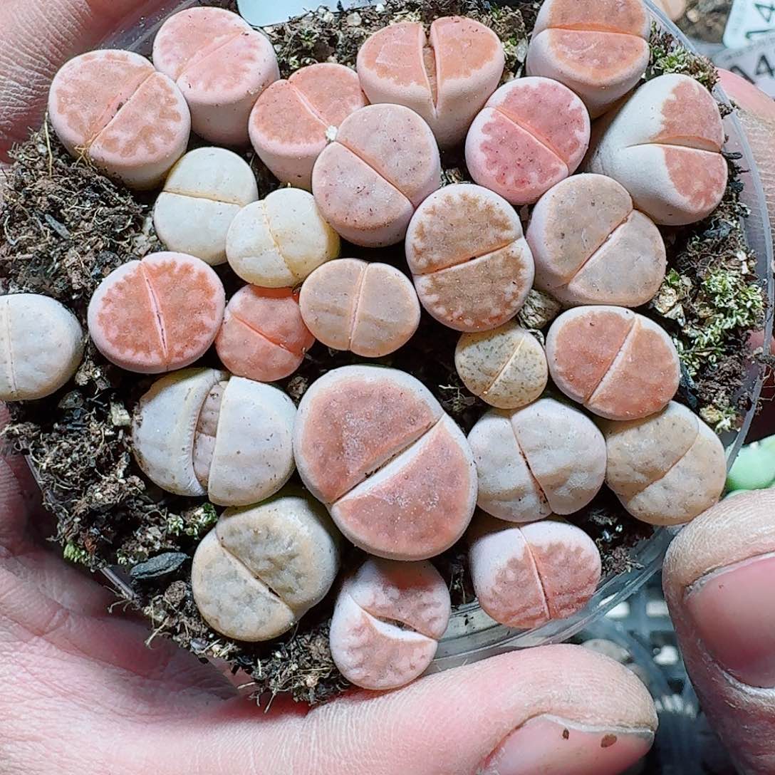 432 多肉植物多肉植物