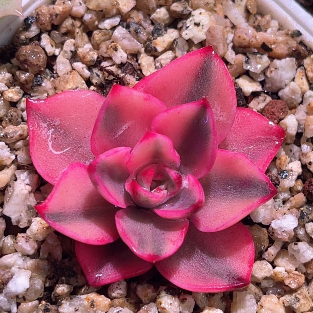 多肉特价赫拉锦6877