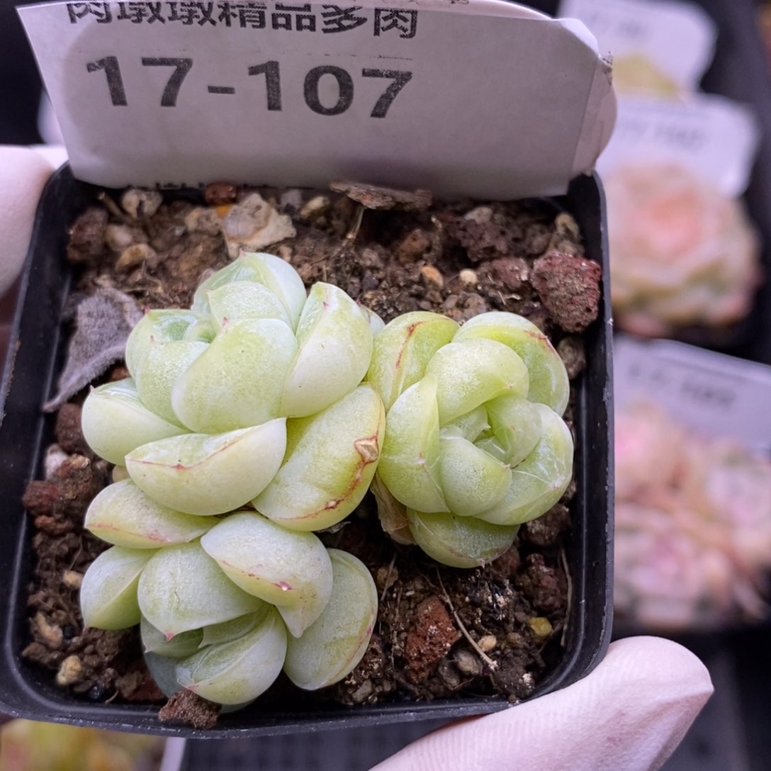 【闪购商品】17-107胖虎