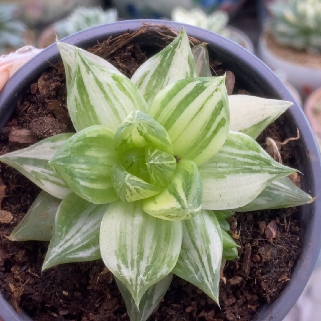 226锦锦锦锦锦锦锦锦