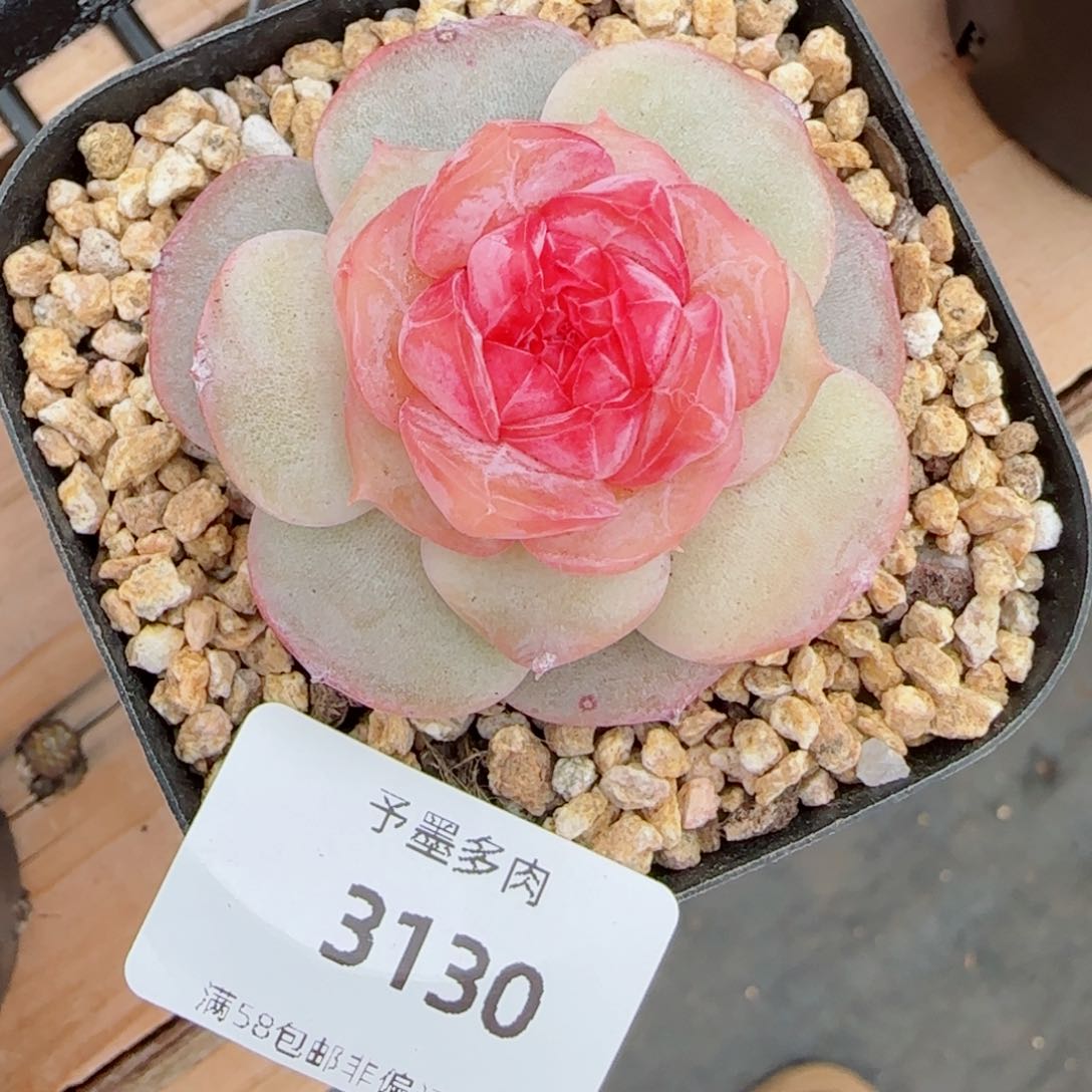 红丝绒，3130多肉