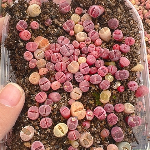 【闪购商品】24613