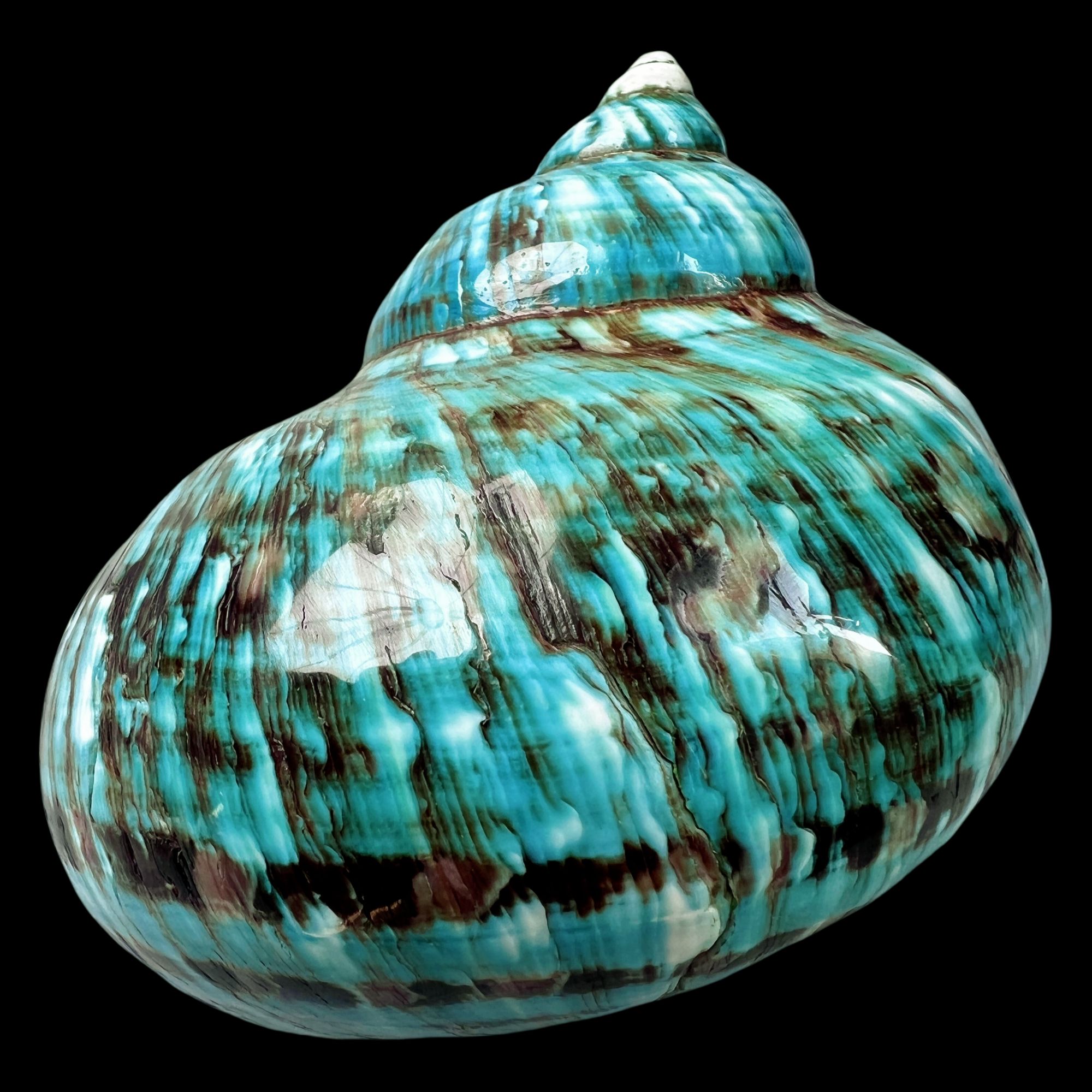 【帝王螺杯（特大！收藏）】101mm 赠1串杯托 天然贝壳V2