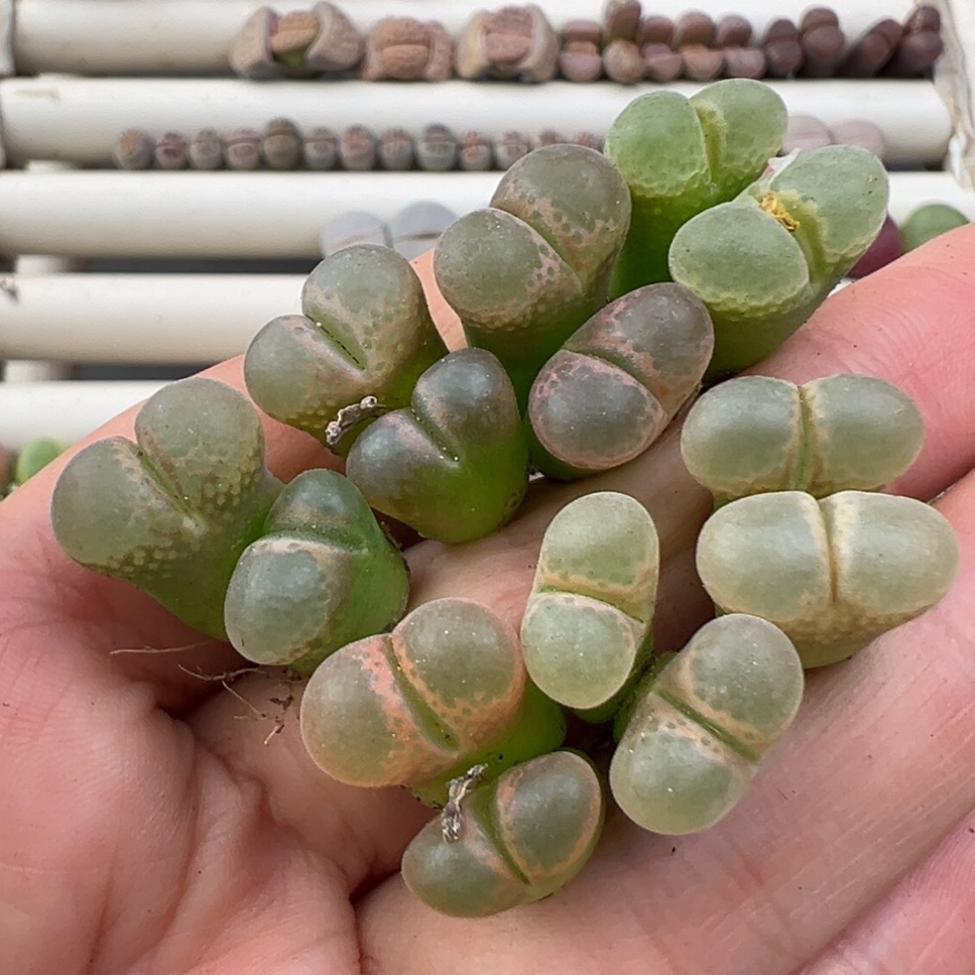 12.20好看的多肉脱土发货？366