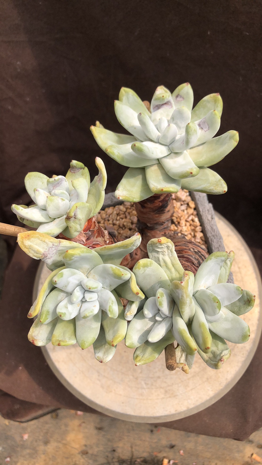 拇指造型小树桩精控 多肉