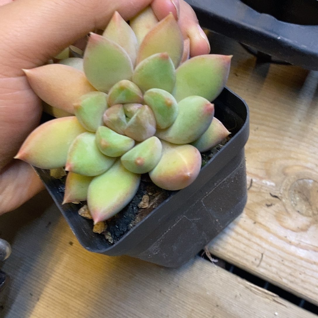 团。单头黄金象牙。福利多多