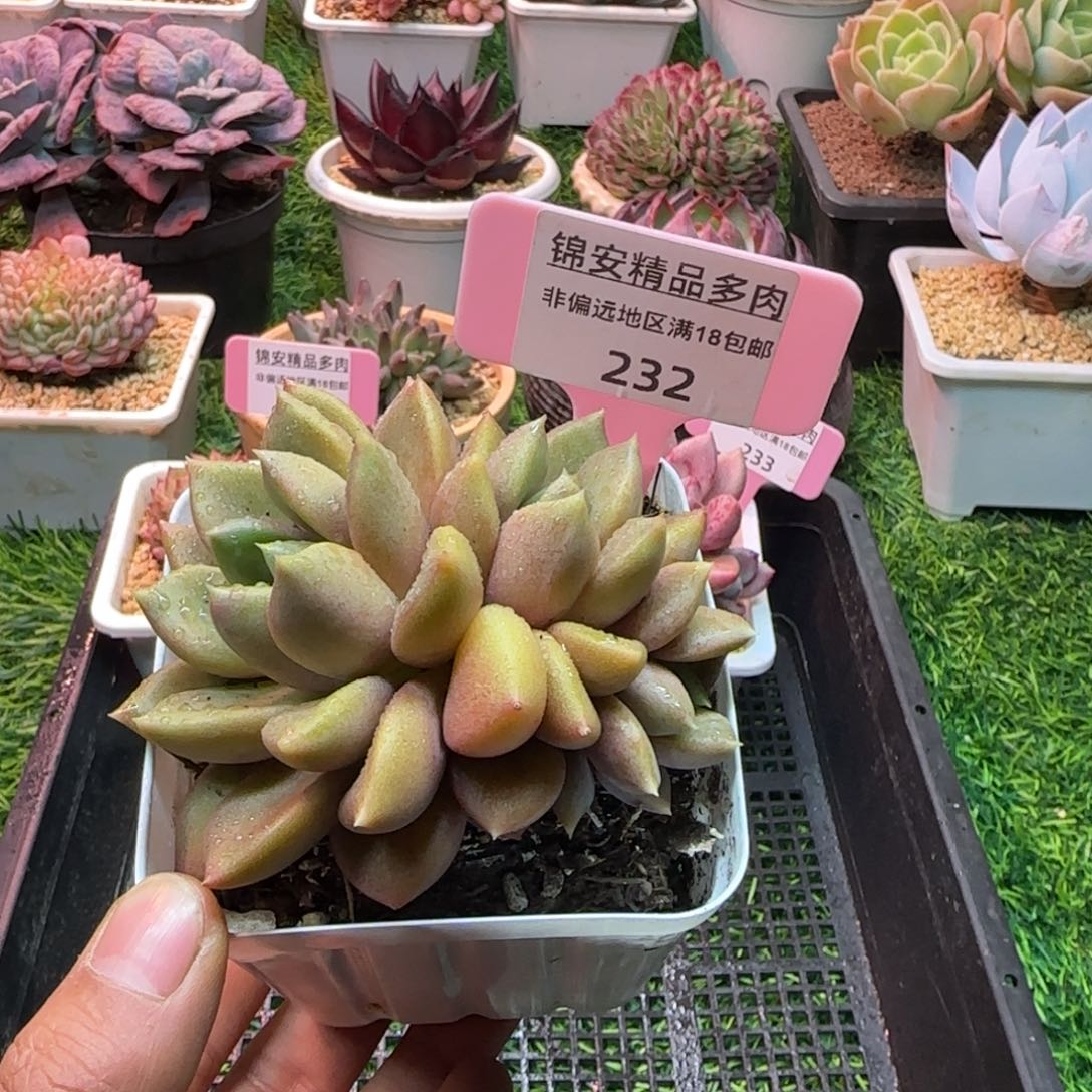 锦安精品多肉编号232