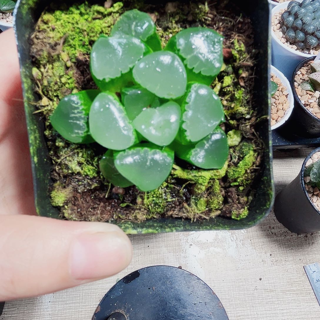 姬翠寿多肉植物6666