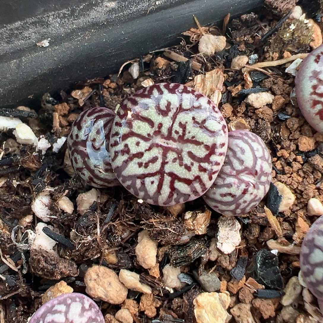 rr714 紫体三头超墨