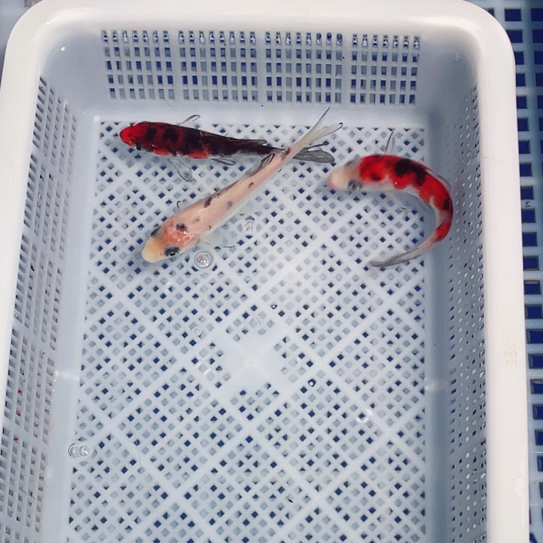 锦鲤锦鲤观赏鱼161718