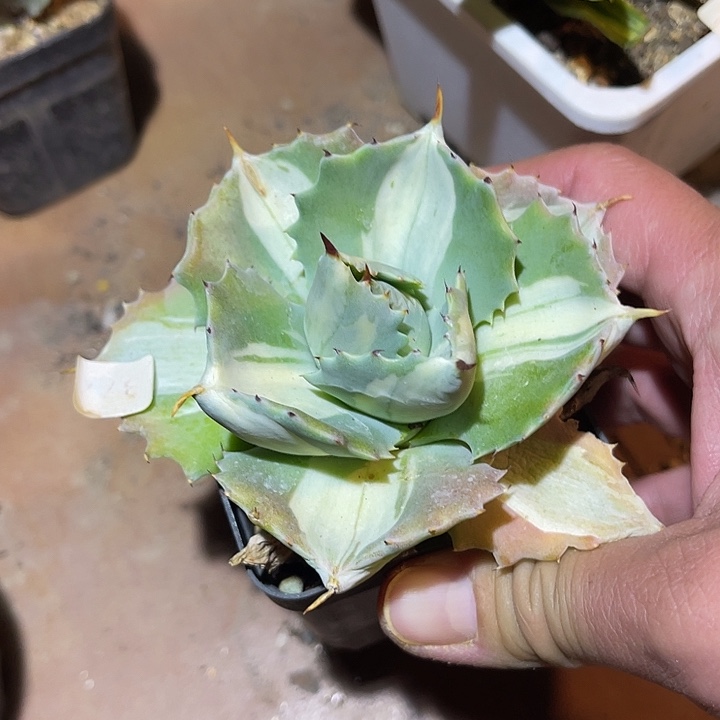 满38包邮2天凑单，脱土晾根发货多肉植物