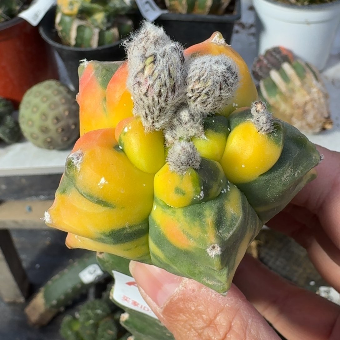 【闪购商品】龟甲鸾锦024