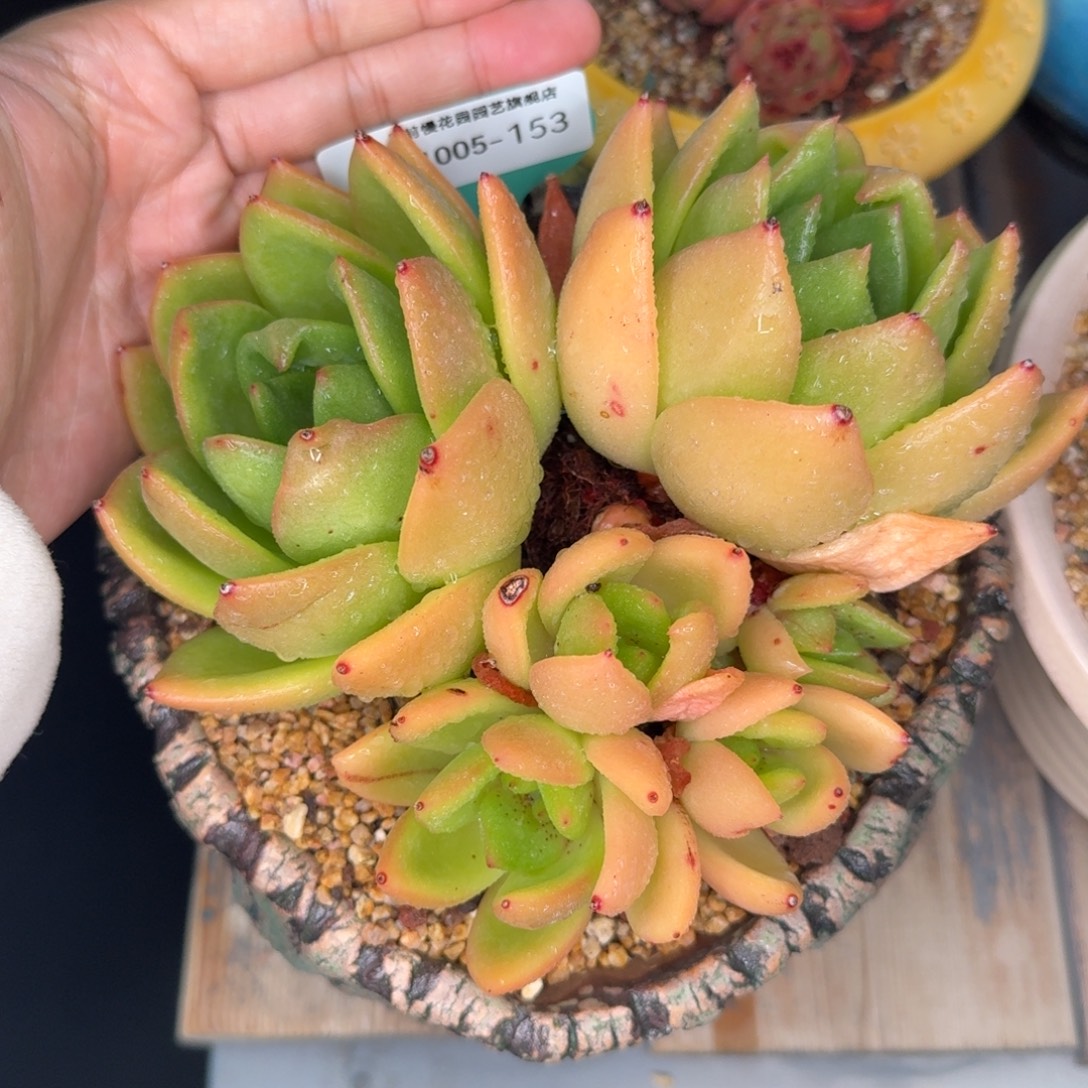 从前慢多肉精选编号1005.153