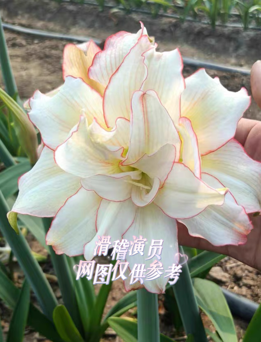 朱顶红滑稽演员一个，皮皮的平替，可以接种子，无根叶发货字体