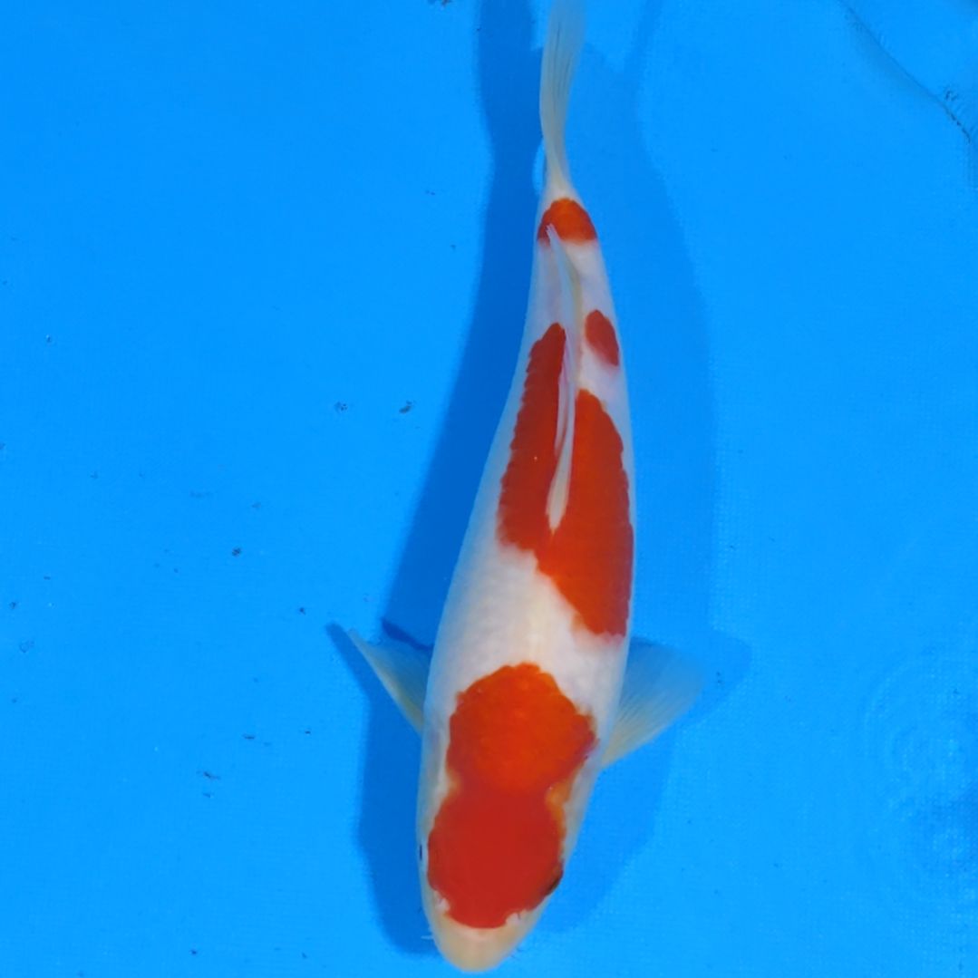 锦鲤可代26国产赛25公分手术过